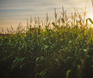 O que esperar do milho 2022/2023?